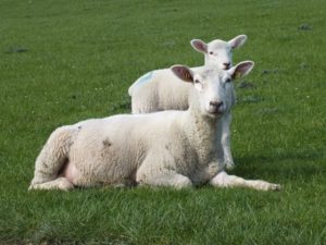 Radreisen in Deutschland, z.B. vorbei an den Schafen am Nordseedeich