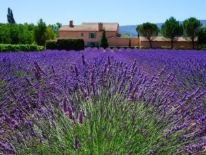 Lavendel-Feld in der Provence