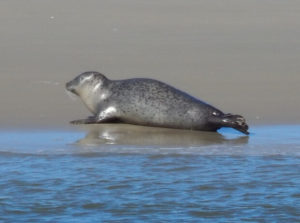 Robbe auf einer Sandbank in der Nordsee