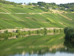 Weinberge an der Mosel