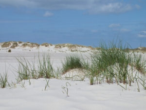 Dünen auf Amrum